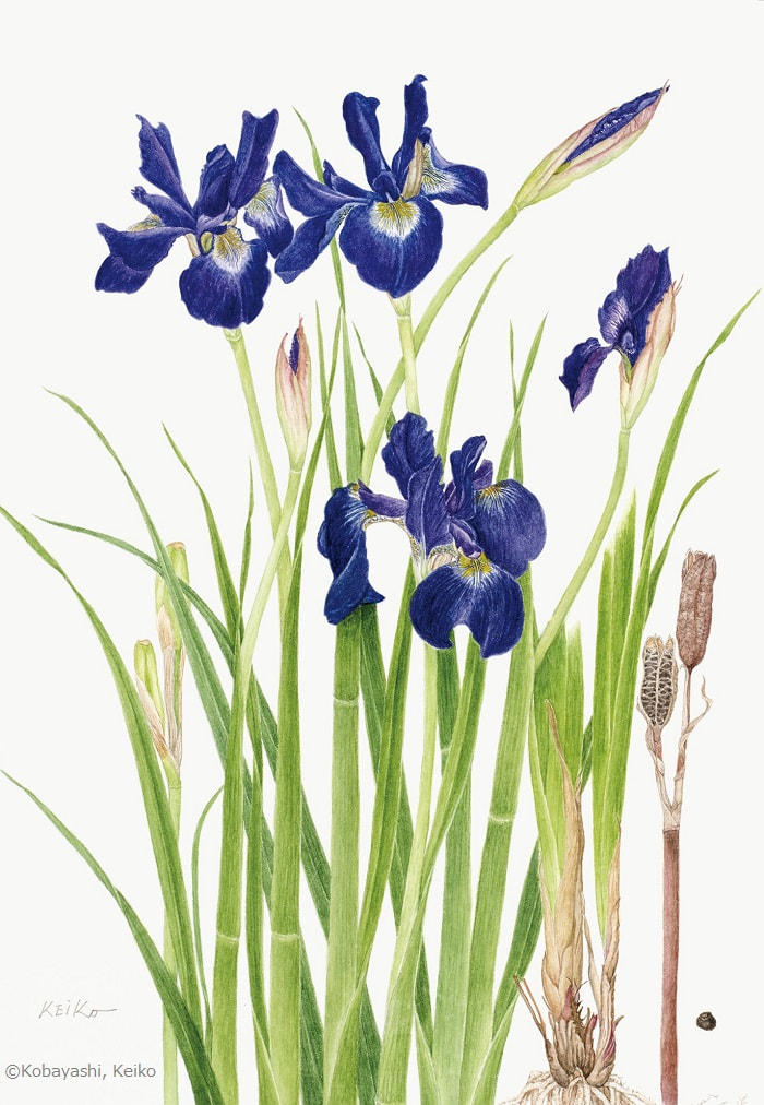 【小林佳子:アヤメ( アヤメ科)Iris sanguinea】