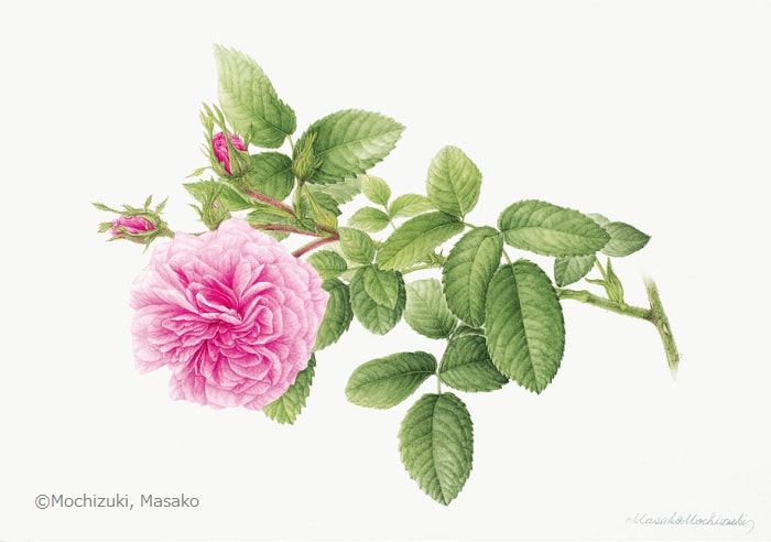【望月正子：ロサ ケンティフォリア（ バラ科） Rosa ×centifolia】