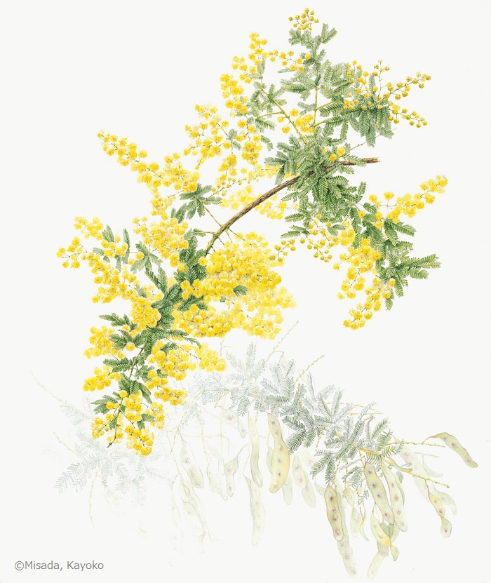 【下田佳代子：ギンヨウアカシア（マメ科）Acacia baileyana】