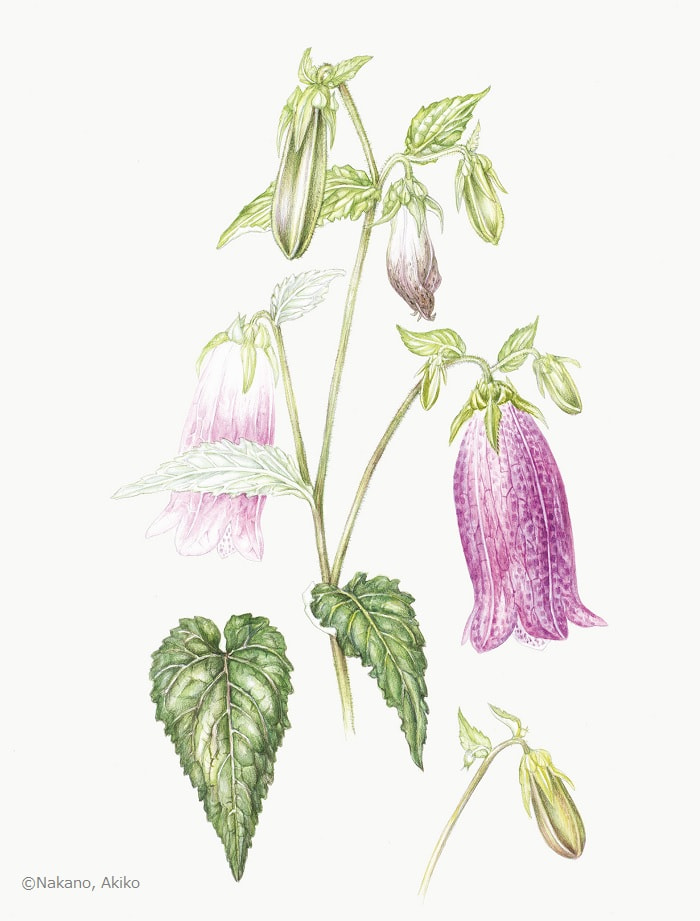 【中野耀子:ホタルブクロ(キキョウ科) Campanula punctata cv.】