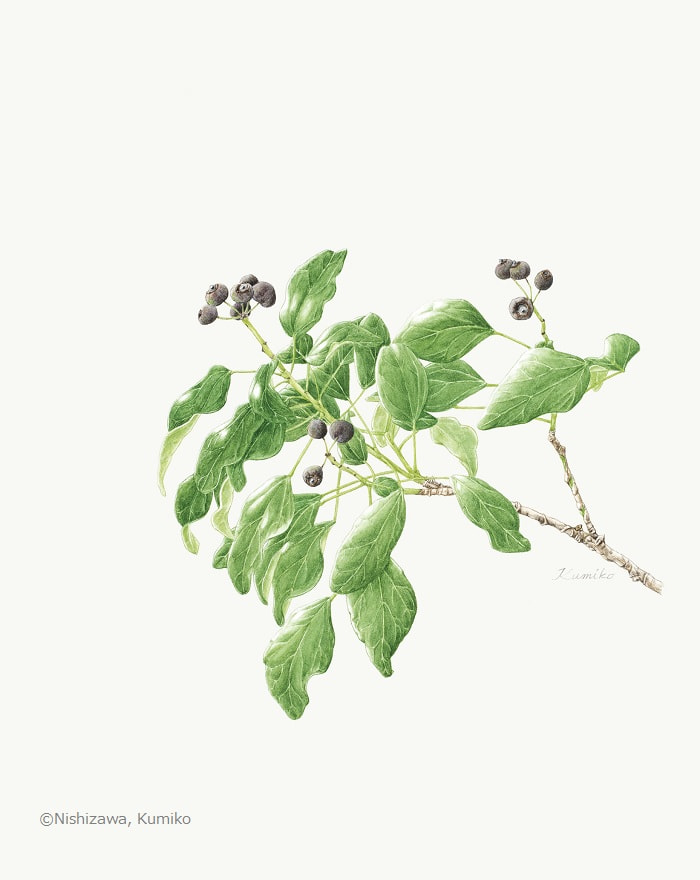 【西澤久美子：キヅタ（ウコギ科） Hedera rhombea】