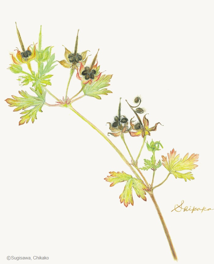 【杉澤周子：アメリカフウロ（フウロソウ科） Geranium carolinianum】