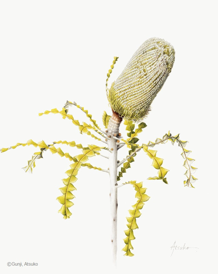【郡司敦子： バンクシア スペキオーサ（ ヤマモガシ科）Banksia speciosa】