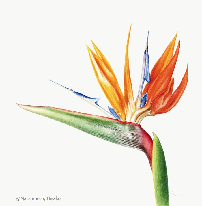 【松本久子:ゴクラクチョウカ( ゴクラクチョウカ科) Strelitzia reginae】