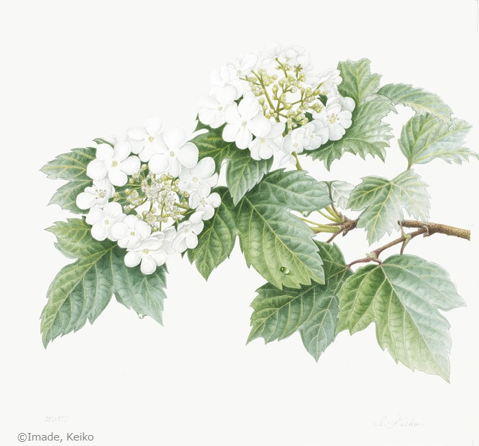 【今出恵子：カンボク（ ガマズミ科） Viburnum opulus var. sargentii】