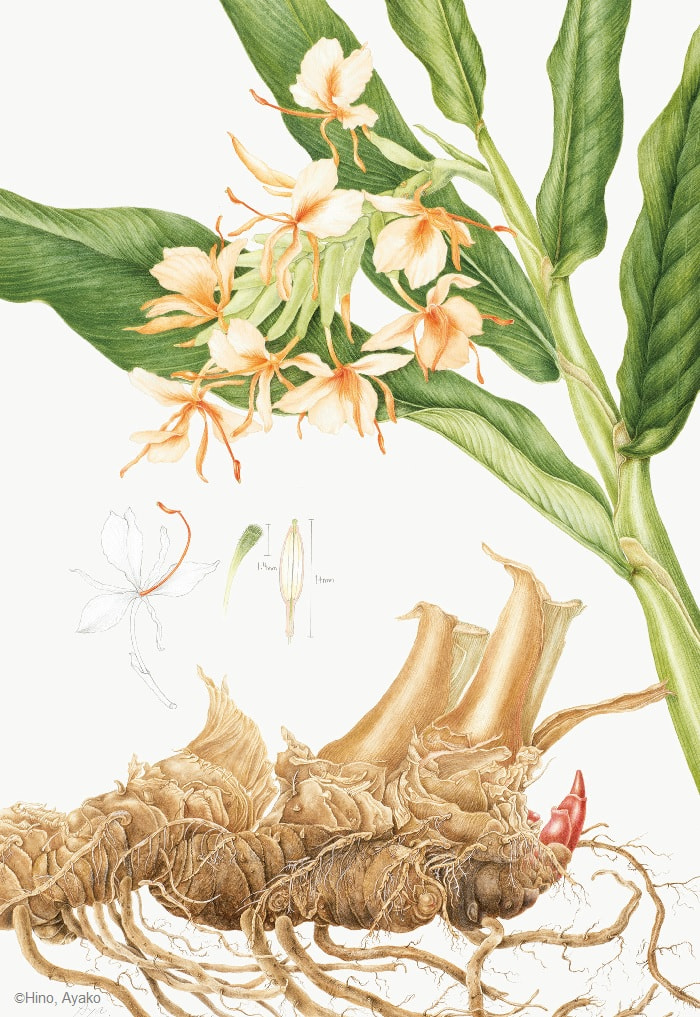 【日野彰子：キバナシュクシャ（ショウガ科） Hedychium gardnerianum】