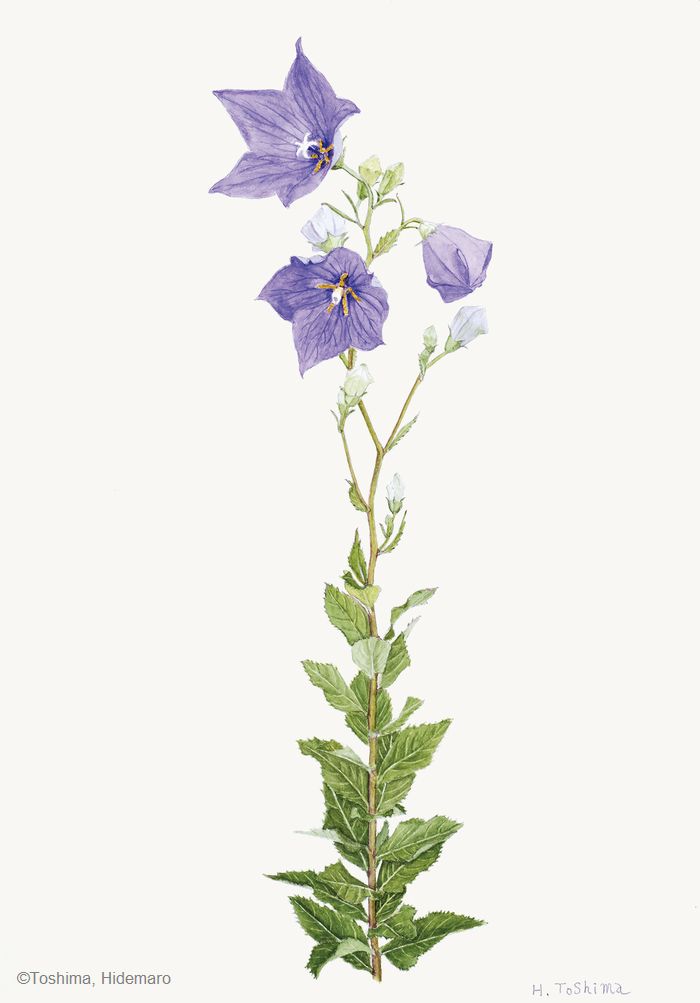 【豊島秀麿：キキョウ（ キキョウ科） Platycodon grandiflorus】