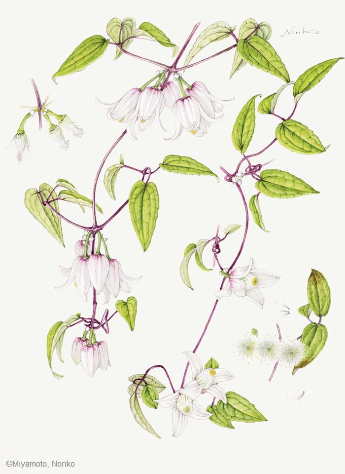 【宮本紀子：クレマティス ウロフィラ（キンポウゲ科） Clematis urophylla】