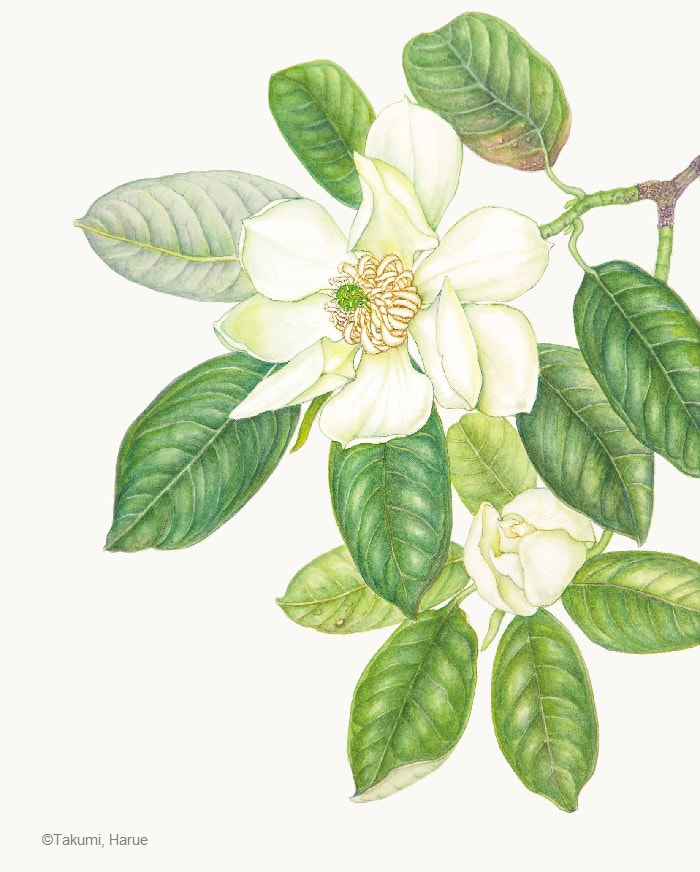 【侘美春江：ミヤマガンショウ（深山含笑）（モクレン科）Magnolia maudiae】