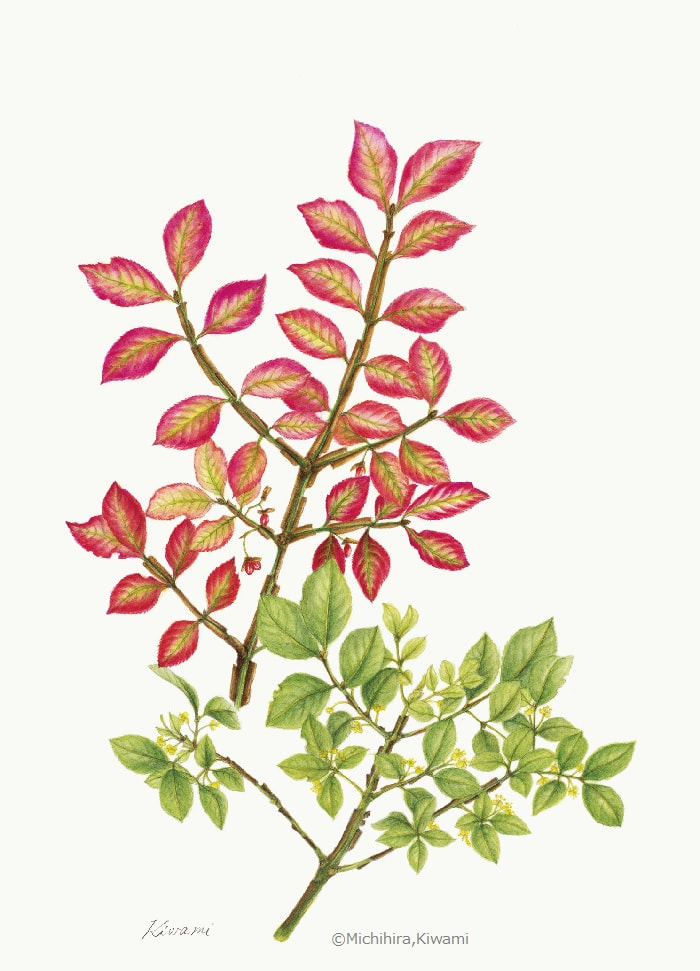 【道平きわみ:ニシキギ( ニシキギ科) Euonymus alatus f. alatus】