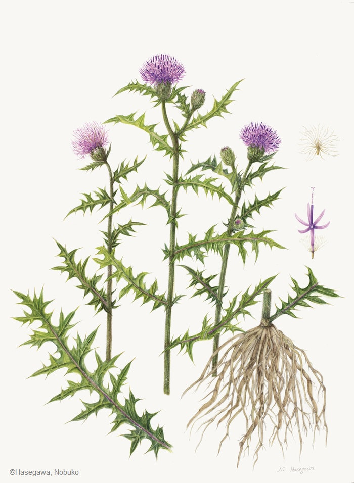 【長谷川信子：ノアザミ（キク科） Cirsium japonicum】