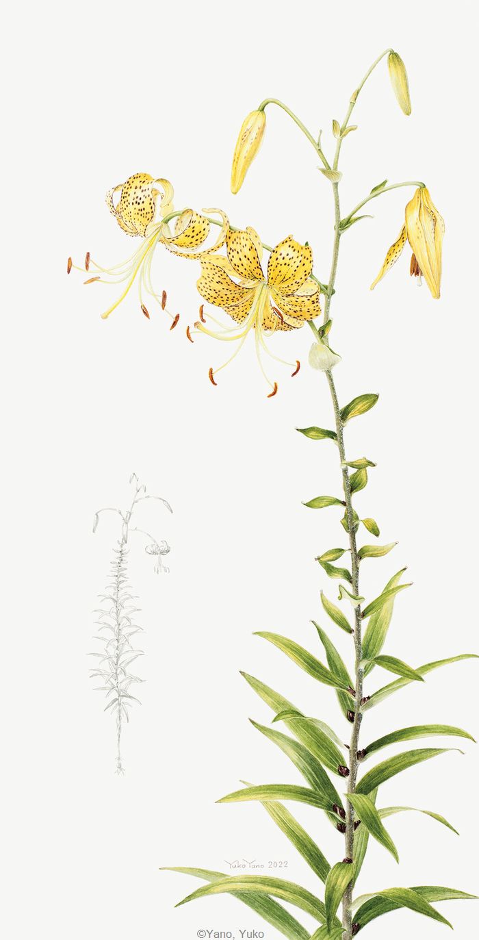 【矢野裕子：オウゴンオニユリ（ユリ科）  Lilium lancifolium  var.flaviflorum】
