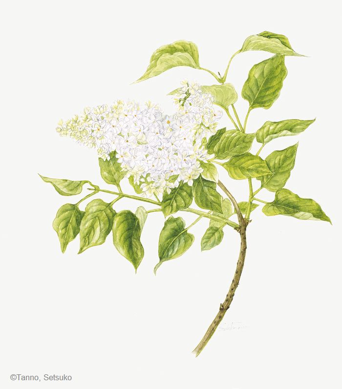 【丹野節子:ライラック(モクセイ科) Syringa vulgaris cv.】