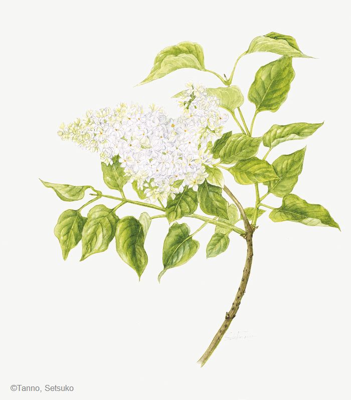 【丹野節子：ライラック（モクセイ科） Syringa vulgaris cv.】