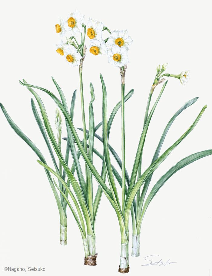 【永野節子：スイセン（ ヒガンバナ科） Narcissus tazetta var. chinensis】