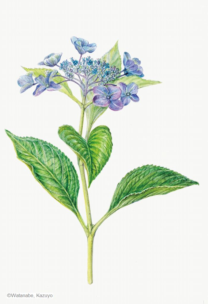 【渡部和代：ガクアジサイ（ アジサイ科） Hortensia macrophylla f. normalis】