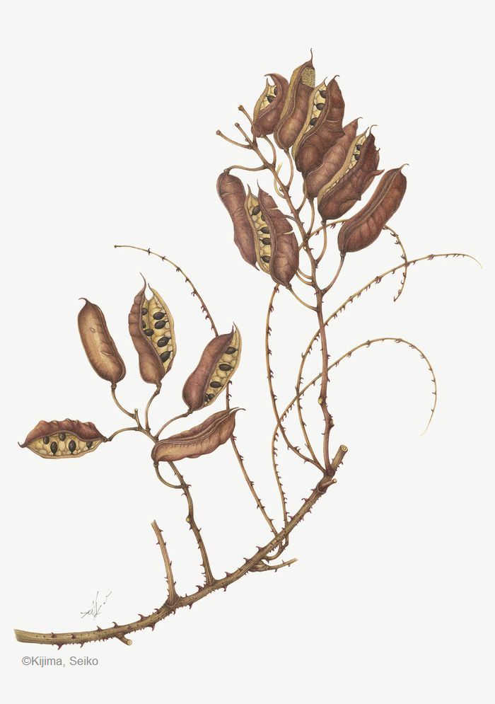 【貴島せい子：ジャケツイバラ（ マメ科） Caesalpinia decapetala】