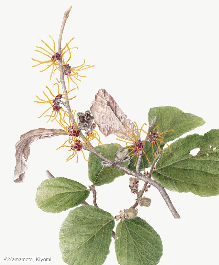 【山本清美：シナマンサク（ マンサク科） Hamamelis mollis】