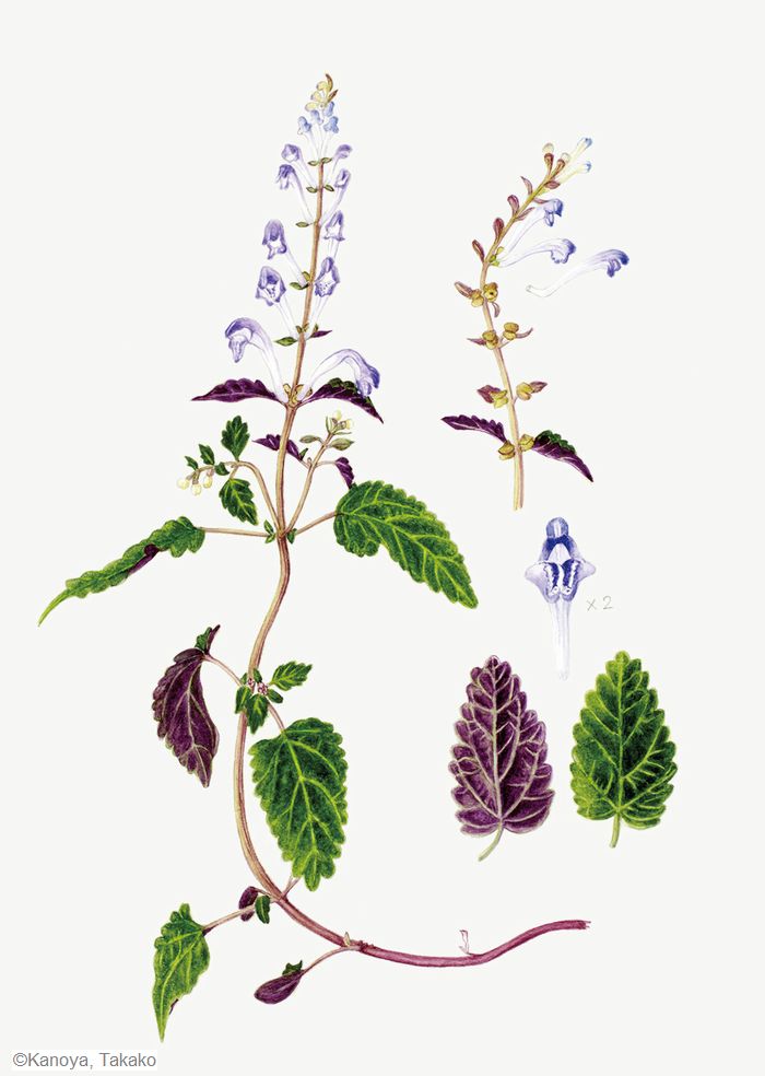 【叶屋多嘉子：ツクシタツナミソウ（ シソ科） Scutellaria kiusiana】