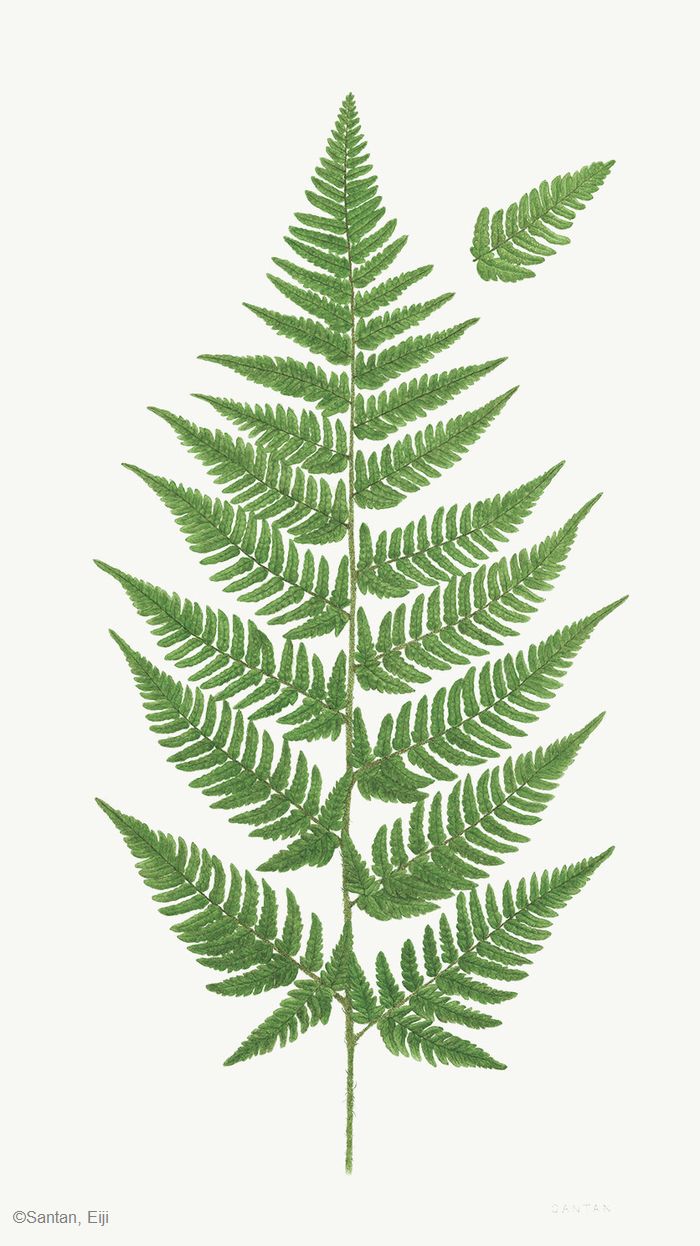 【三反栄治:ヤマイタチシダ( オシダ科) Dryopteris bissetiana】