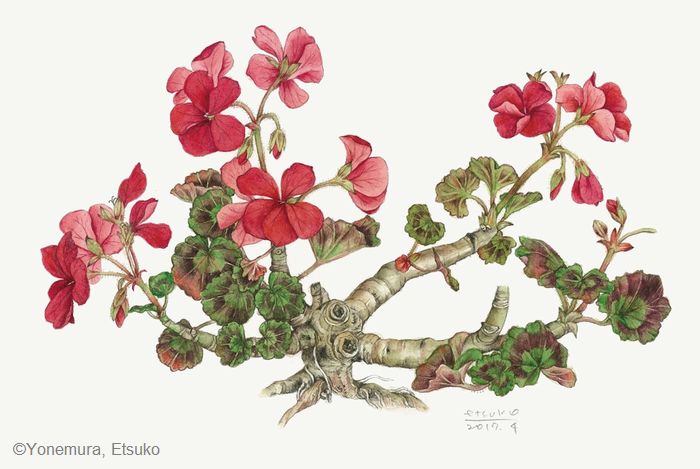 【米村悦子：ゼラニウム（フウロソウ科） Pelargonium cv.】