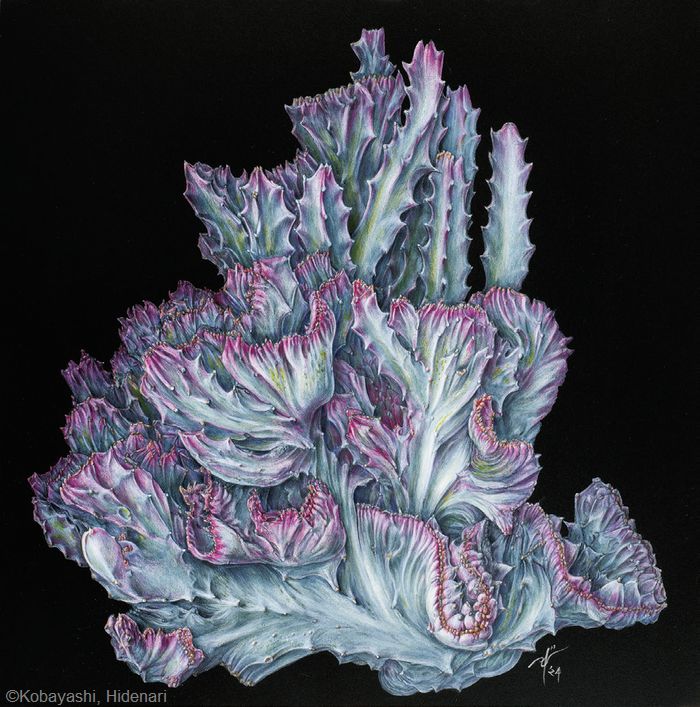【小林英成:帝錦の綴化斑入品種( トウダイグサ科) Euphorbia lactea ‘Cristata Variegata’】