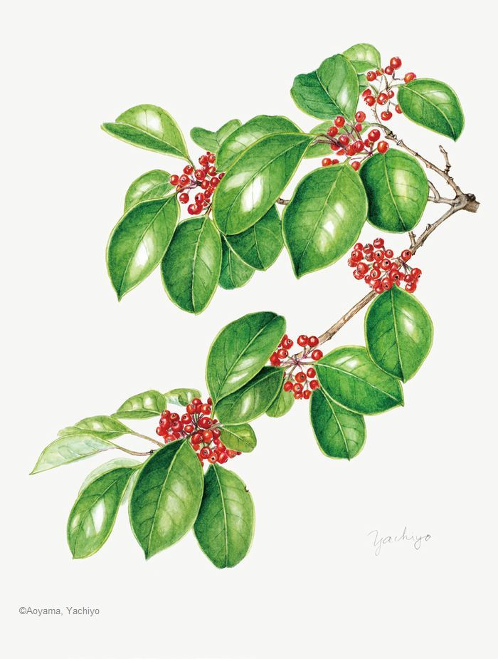 【青山八千代:クロガネモチ( モチノキ科) Ilex rotunda】