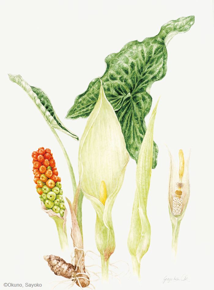 【奥野小夜子:アルム イタリクム( サトイモ科) Arum italicum】