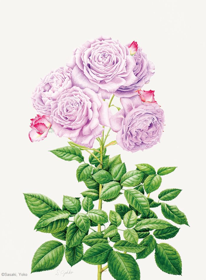【佐々木容子:ロサ ノヴァーリス( バラ科) Rosa NOVALIS (‘Korfriedhar’)】
