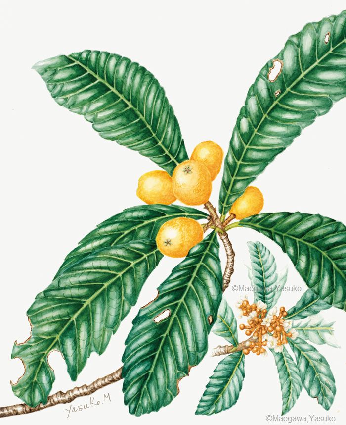 【前川恭子:ビワ(バラ科) Eriobotrya japonica】