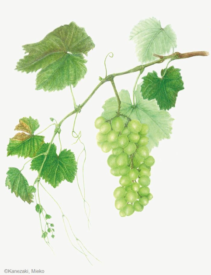 【金﨑美恵子：ブドウ ‘シャイン マスカット’（ ブドウ科） Vitis ‘Shine Muscat’】