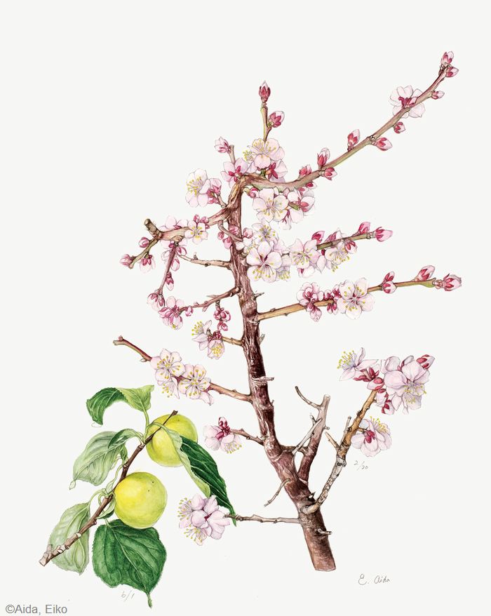 【相田穎子:豊後梅( バラ科) Prunus Bungo Group】