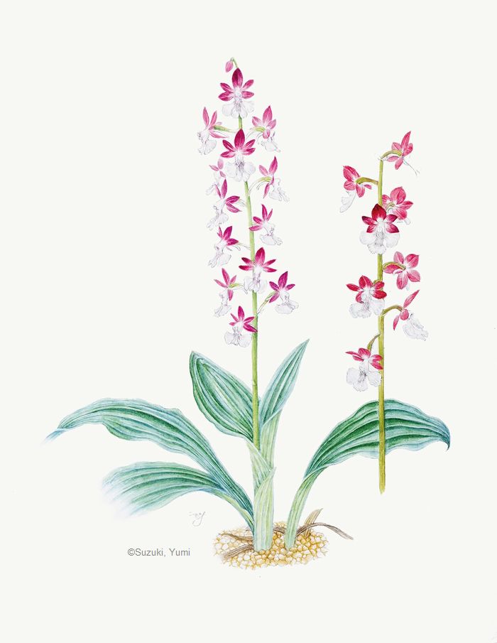 【鈴木裕美: エビネ コオズ ( ラン科) Calanthe Kozu Group】
