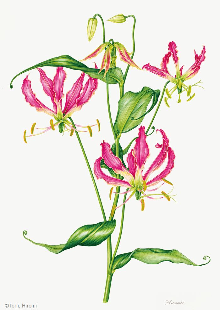 【鳥居ひろみ:グロリオーサ ロスチャイルディアナ( イヌサフラン科) Gloriosa rothschildiana】