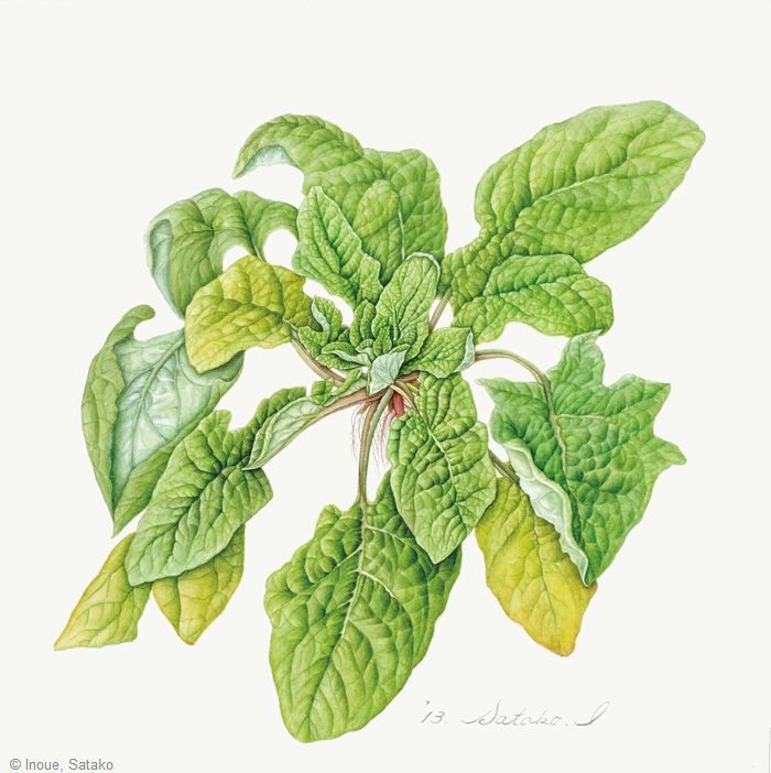 【井上サタ子:ちぢみほうれん草( ヒユ科) Spinacia oleracea】