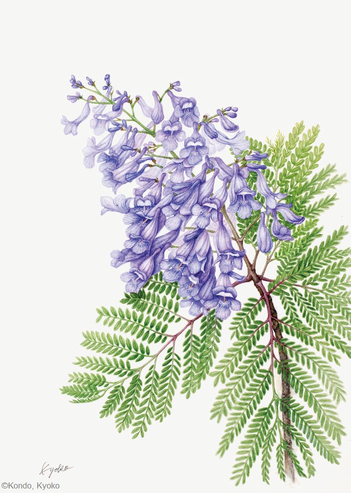 【近藤京子：ジャカランダ（ノウゼンカズラ科）Jacaranda】