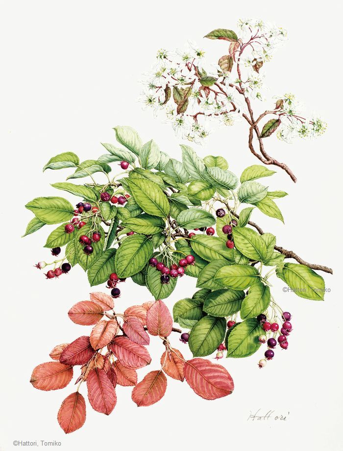 【服部登美子:ジューンベリー( バラ科) Amelanchier】