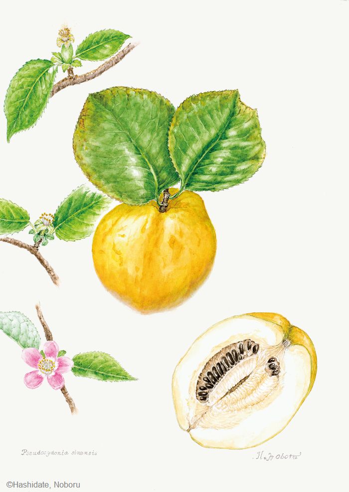 【橋立昇:カリン ( バラ科) Pseudocydonia sinensis】