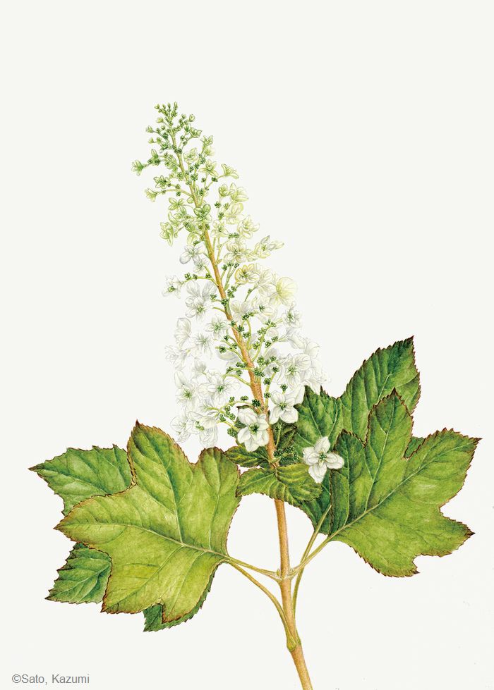 【佐藤和美:カシワバアジサイ(八重咲)( アジサイ科) Hydrangea quercifolia (double-flowered)】