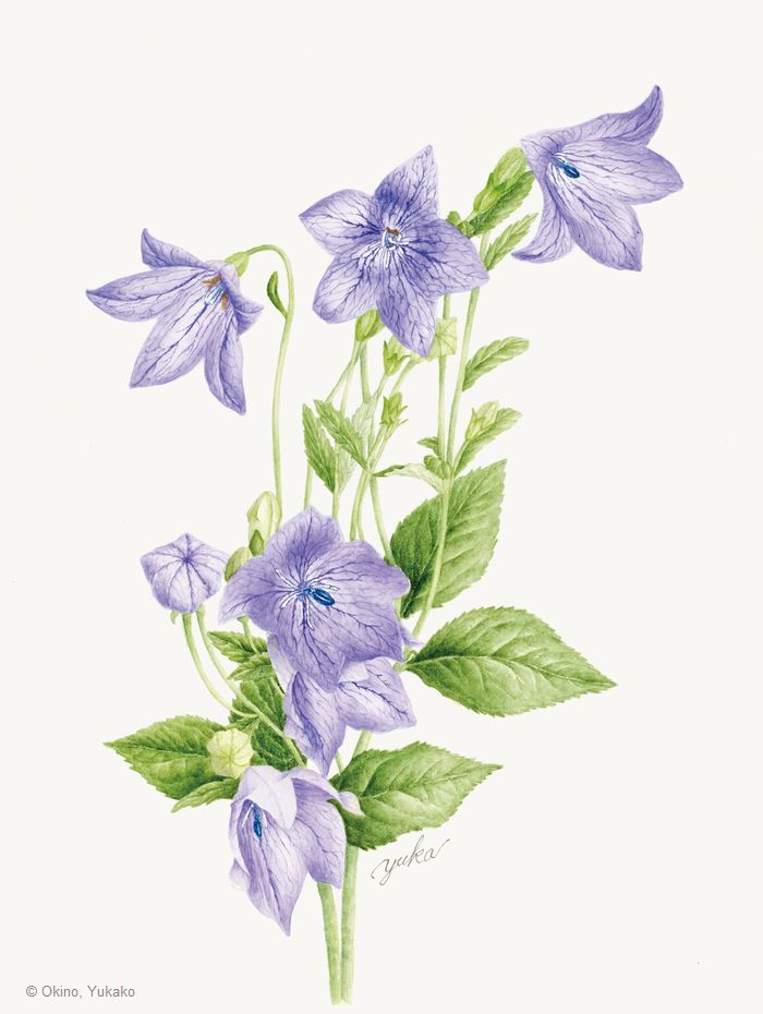 【沖野由加子:キキョウ( キキョウ科) Platycodon grandiflorus】