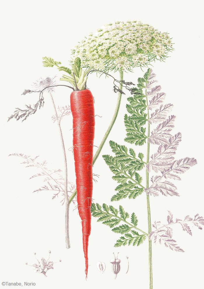 【田辺範男:金時ニンジン(セリ科) Daucus carota subsp. sativus ‘Kintoki’】