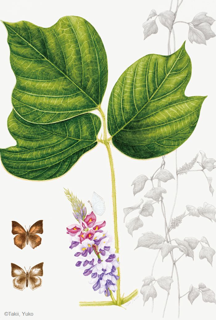 【滝井ゆう子:クズ(マメ科) Pueraria lobata】