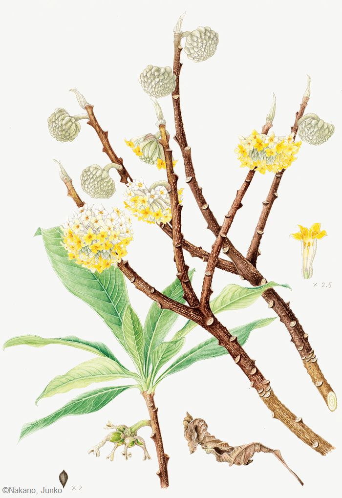 【中野潤子:大輪ミツマタ( ジンチョウゲ科)Edgeworthia chrysantha ‘Grandiflora’】