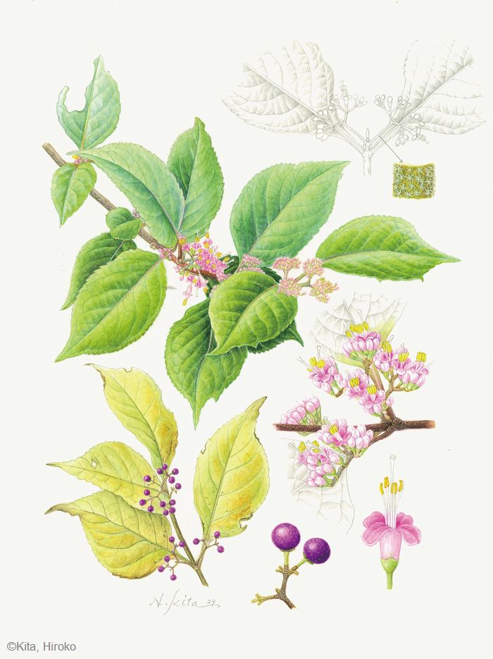 【北博子：ムラサキシキブ（シソ科） Callicarpa japonica】