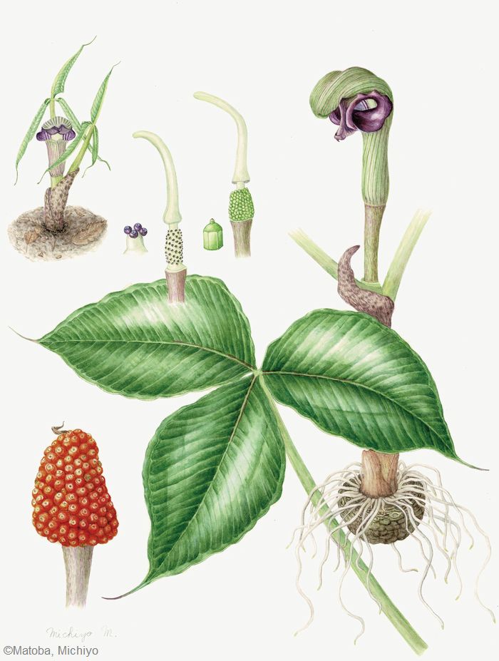 【的場みち代：ムサシアブミ（ サトイモ科） Arisaema ringens】