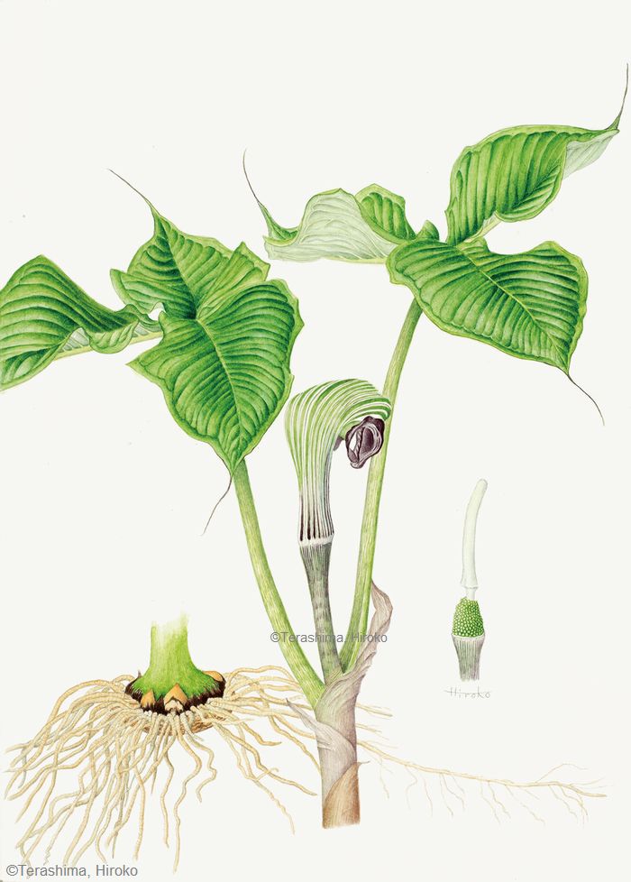 【寺島宏子:ムサシアブミ( サトイモ科) Arisaema ringens】
