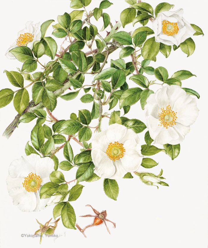 【横山裕三子：ナニワイバラ（ バラ科） Rosa laevigata】