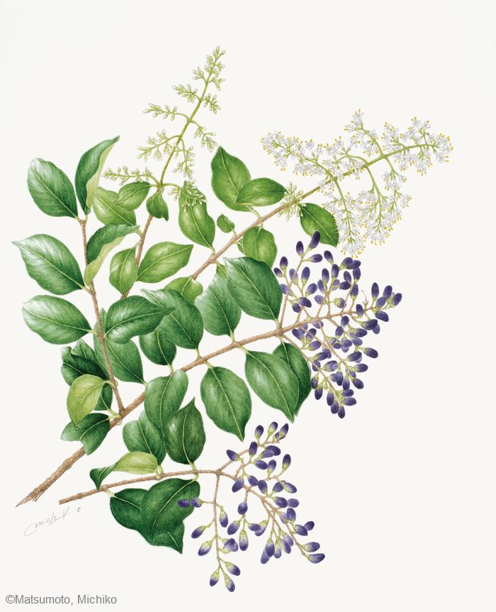 【松本美智子：ネズミモチ （モクセイ科） Ligustrum japonicum】