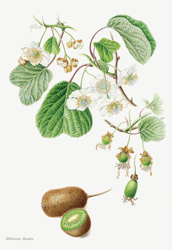 【西岡美和子:キウイフルーツ ( マタタビ科) Actinidia deliciosa】