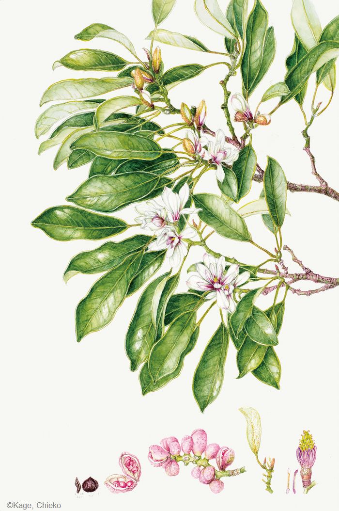【影千恵子：オガタマノキ（ モクレン科） Magnolia compressa】